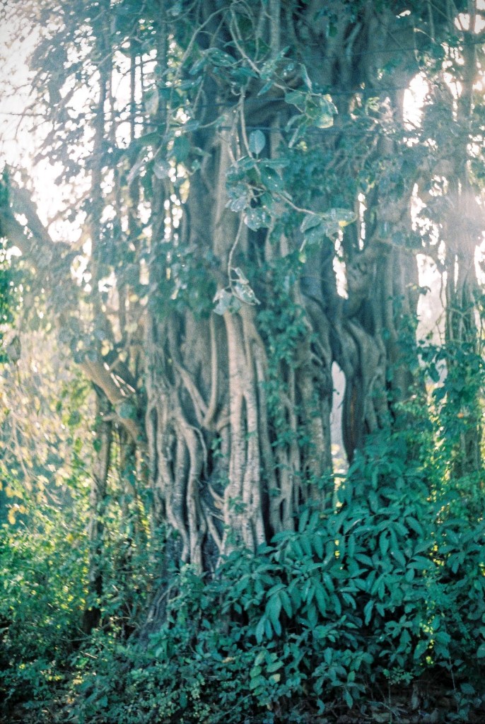 Giant Trees in Goa